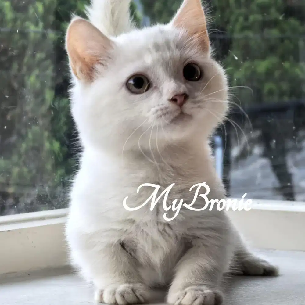 Kucing munchkin british shorthair