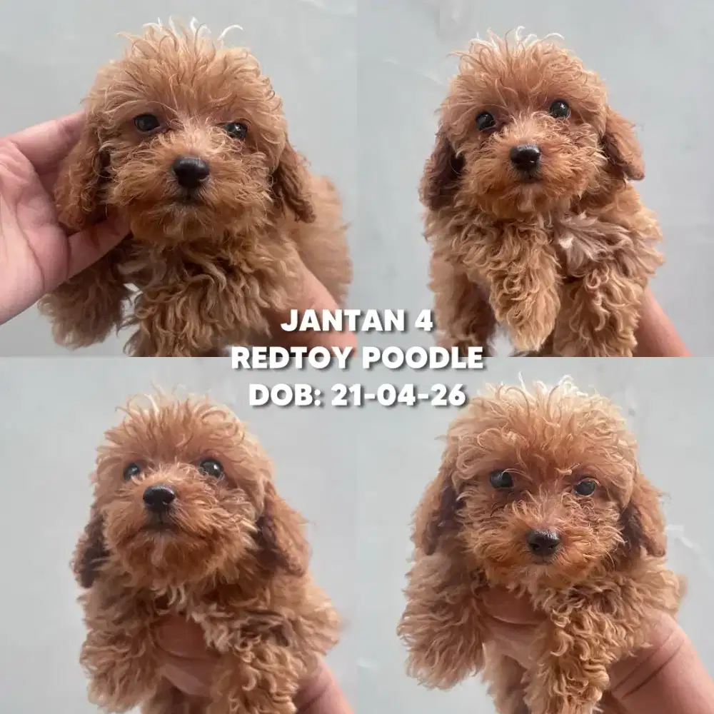 ANAK ANJING JANTAN REDTOY POODLE