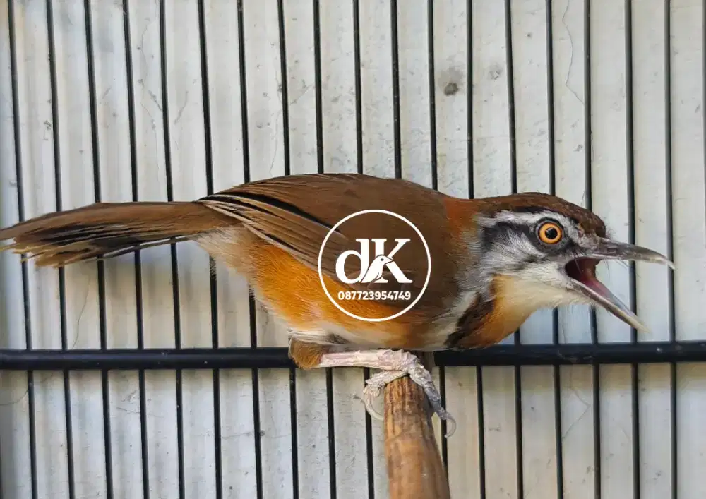 Poksay Lesser Vietnam Jantan gacor
