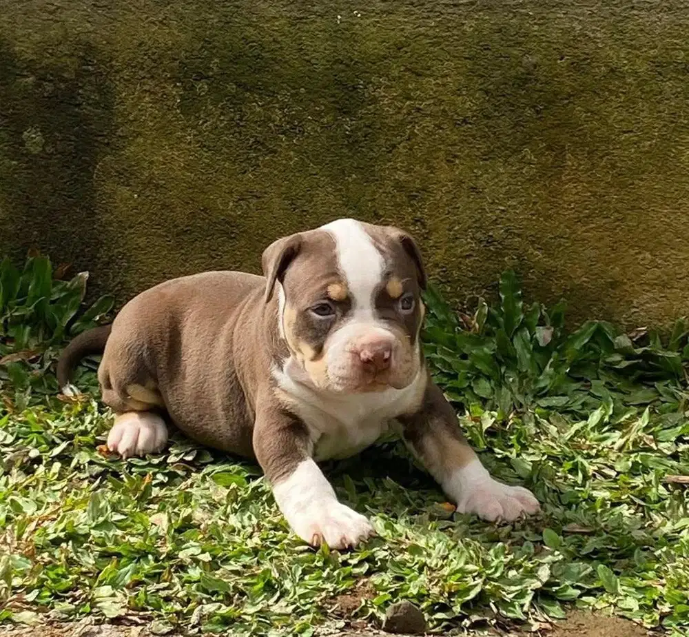 Puppy Pitbull Jantan