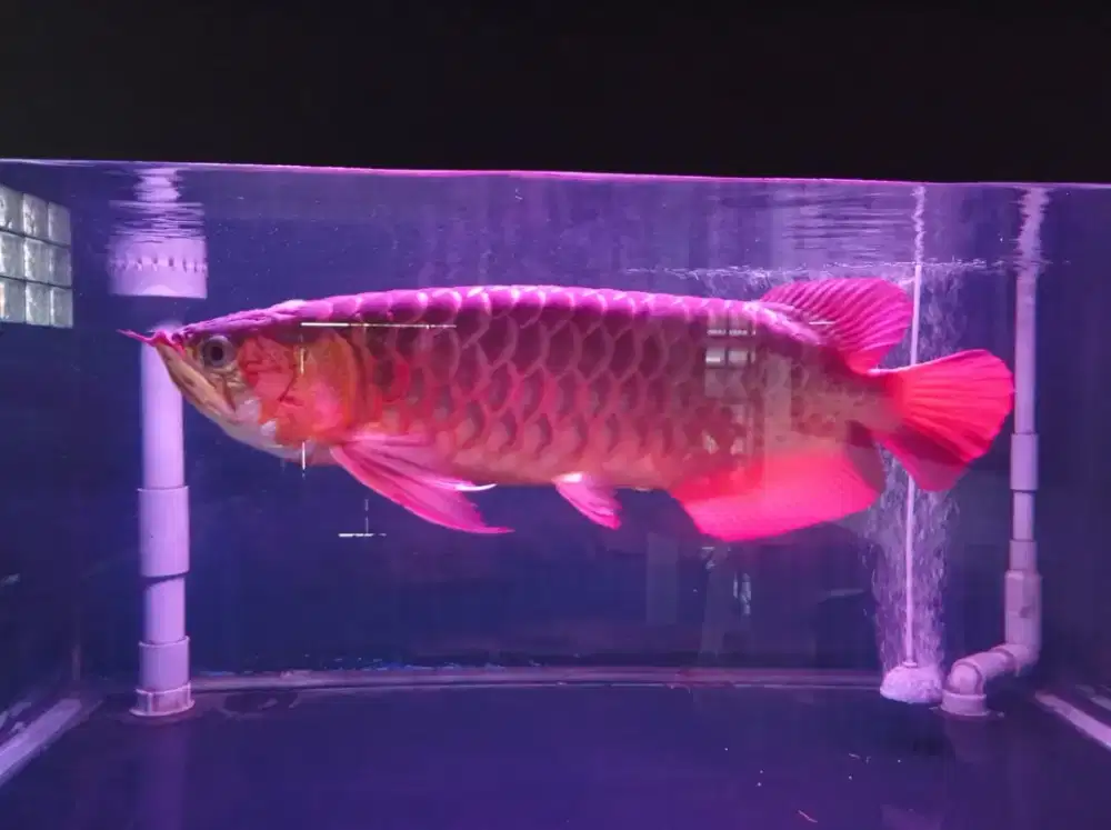 Arwana Super Red + Aquarium