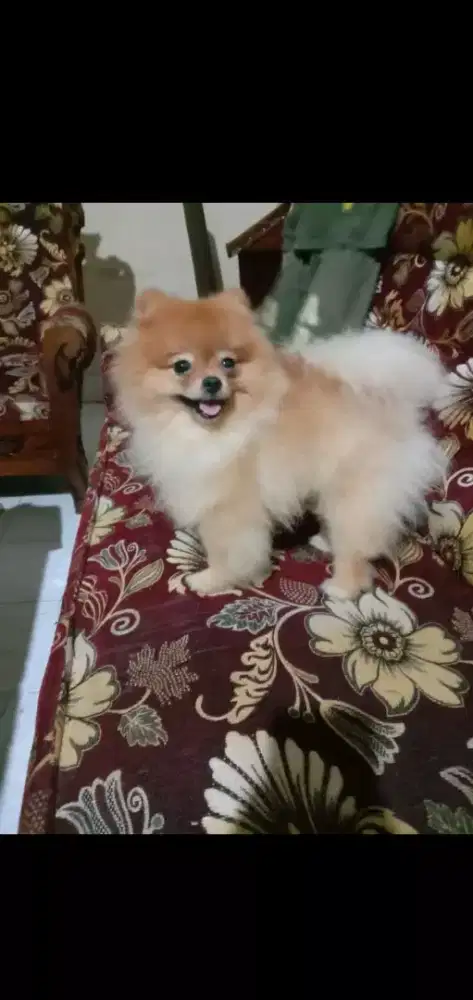 Anjing mini pom ( POMERANIAN ) supermini