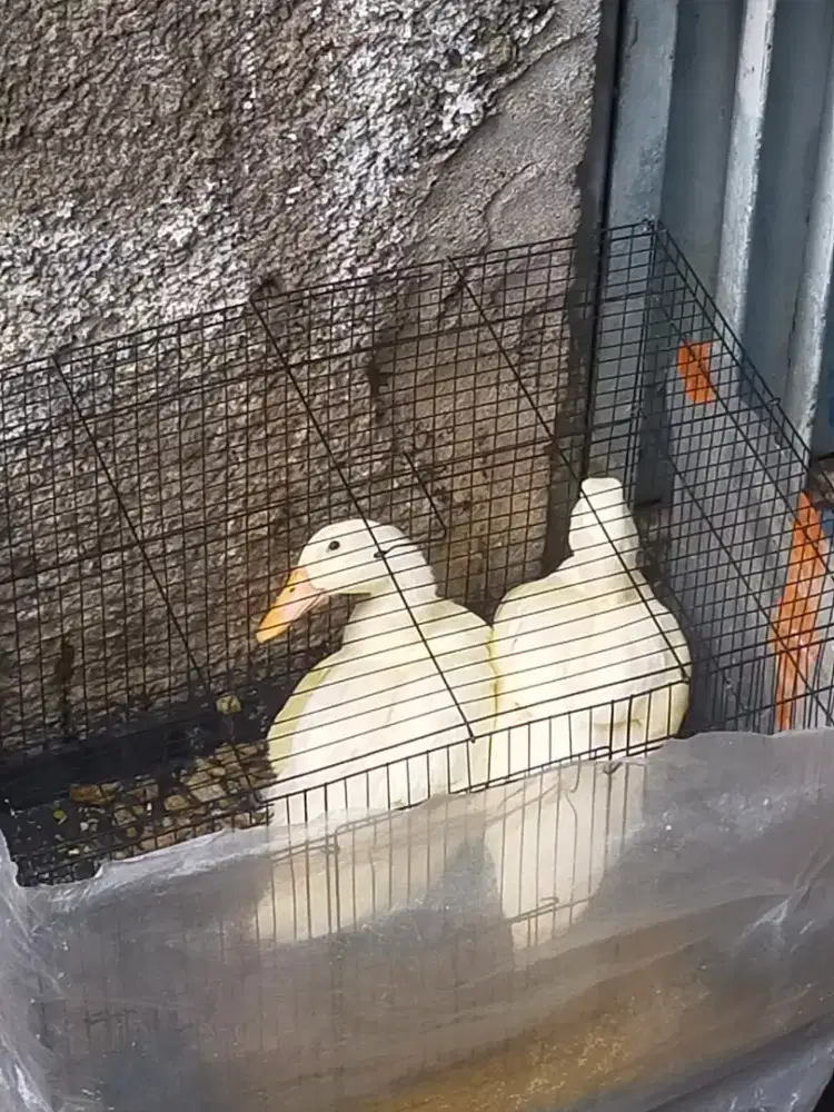 Jual bebek baru
