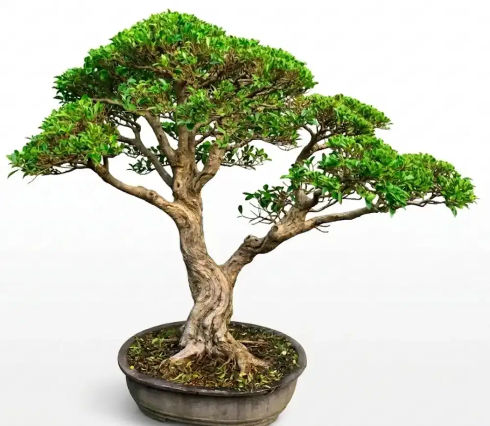 Bonsai fikus afrika sangat tua