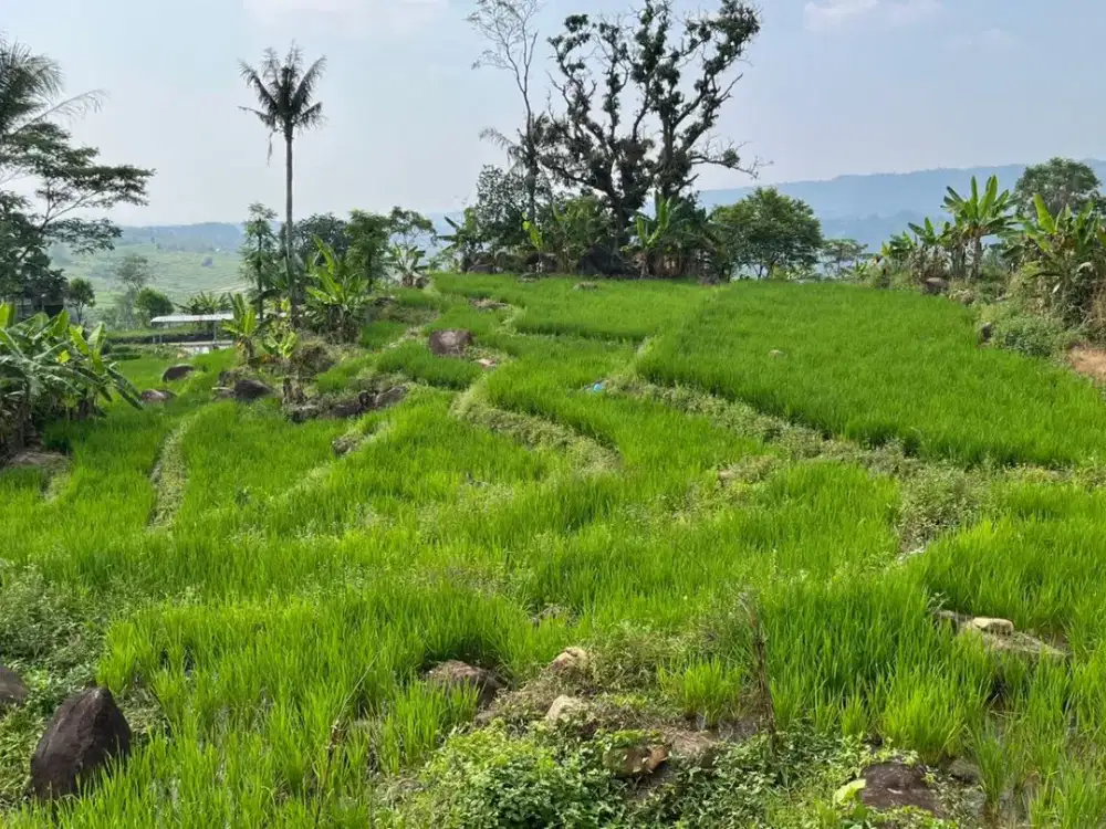 Dijual Murah Tanah Sawah Produktif 2400 m2 di Bojong Purwakarta