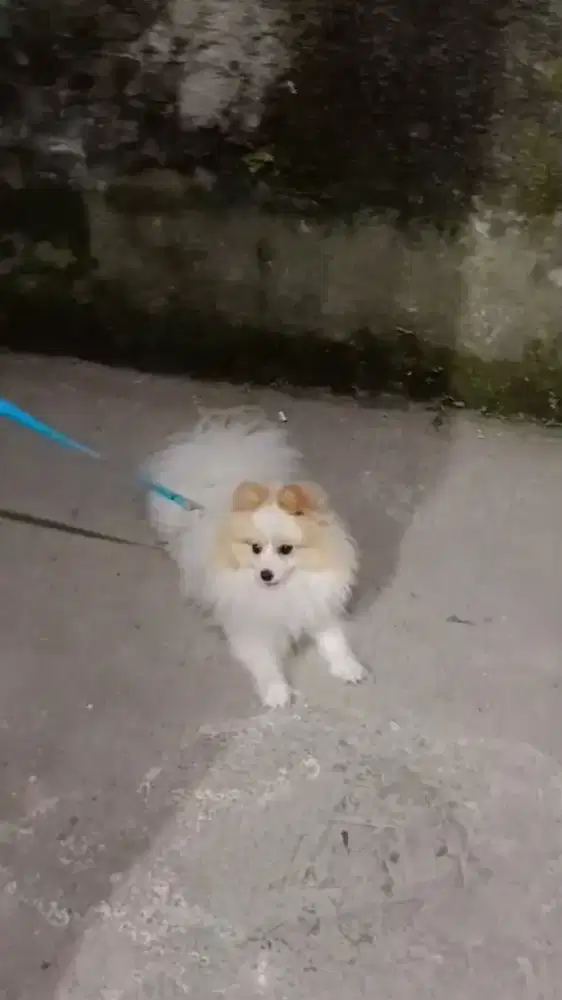 Minipom usia 1,5 tahun