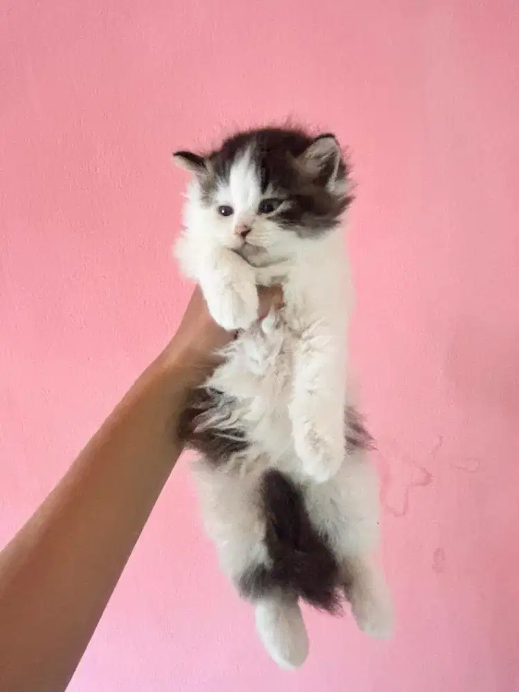 Kucing  anggora