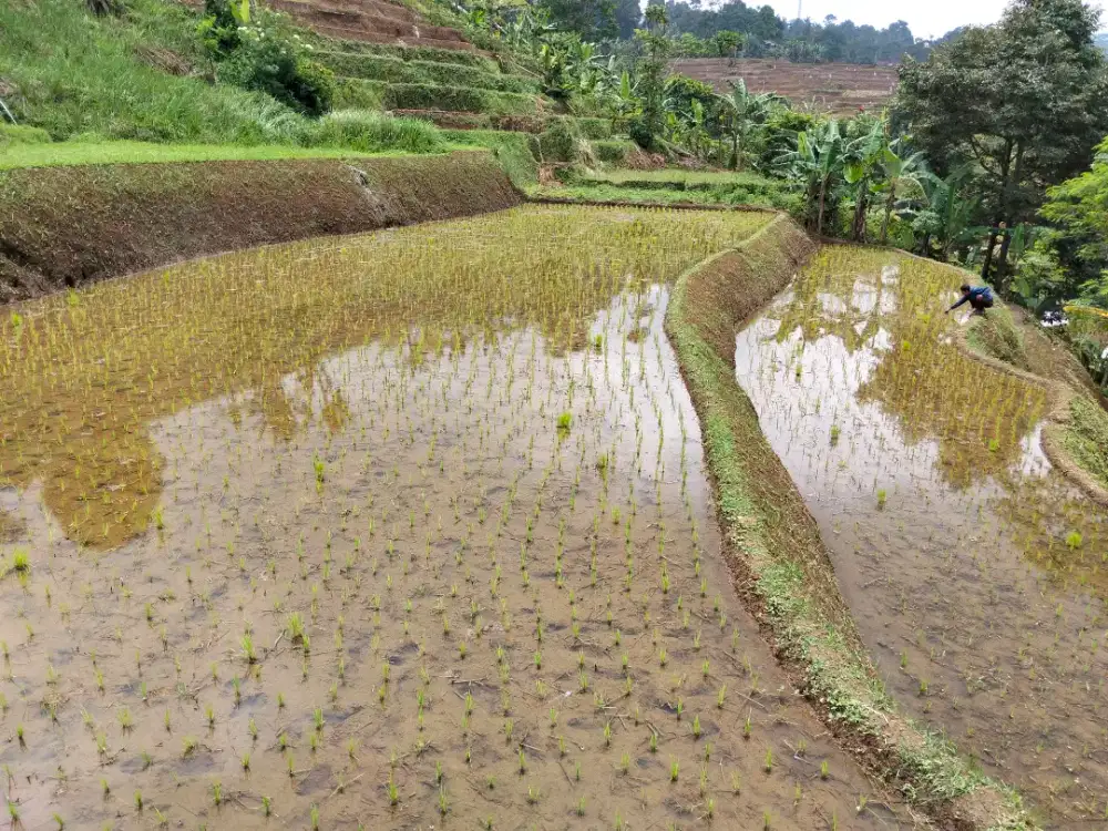 Dijual Murah sawah produktif luas 1.200 M