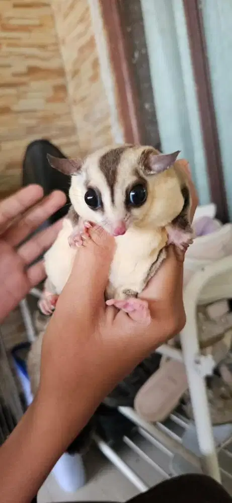 *DIJUAL PAKET 2 KANDANG 9 EKOR SUGAR GLIDER*