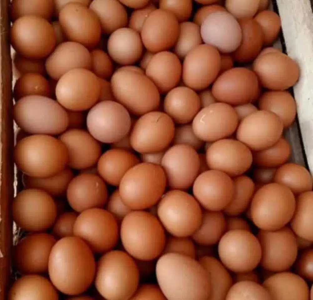 Telor Ayam Murah