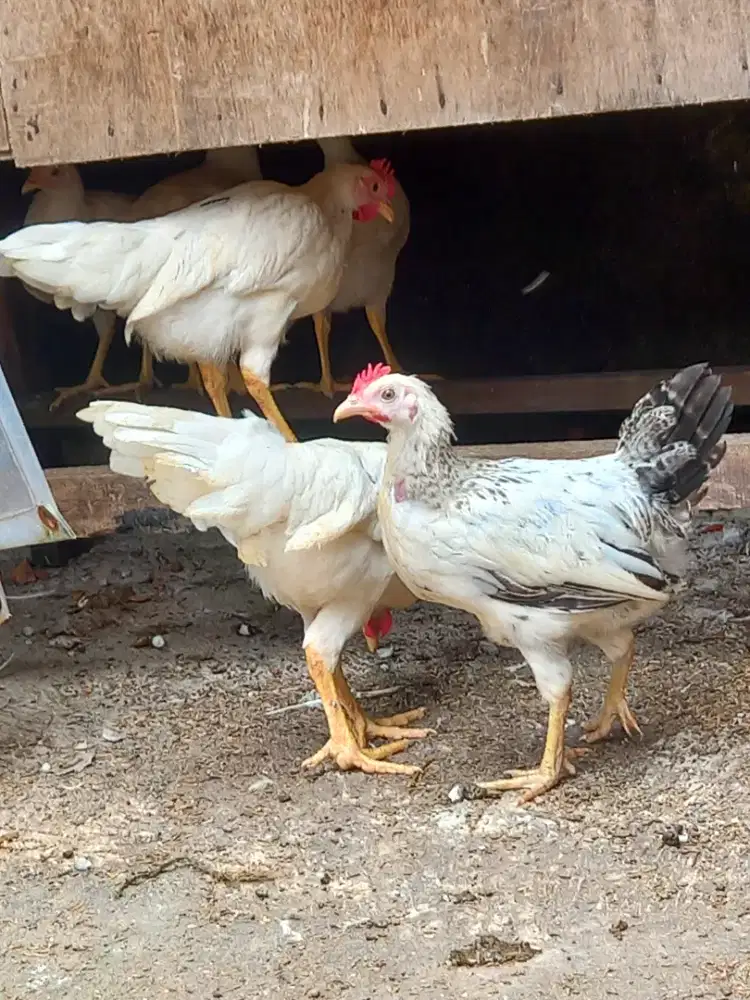 Ayam kampung muda