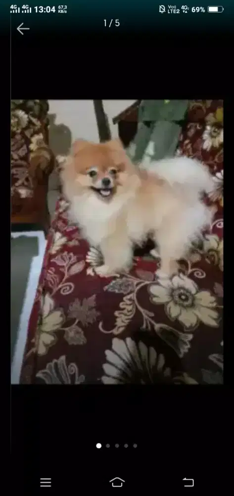 Anjing mini pom ( POMERANIAN ) super mini