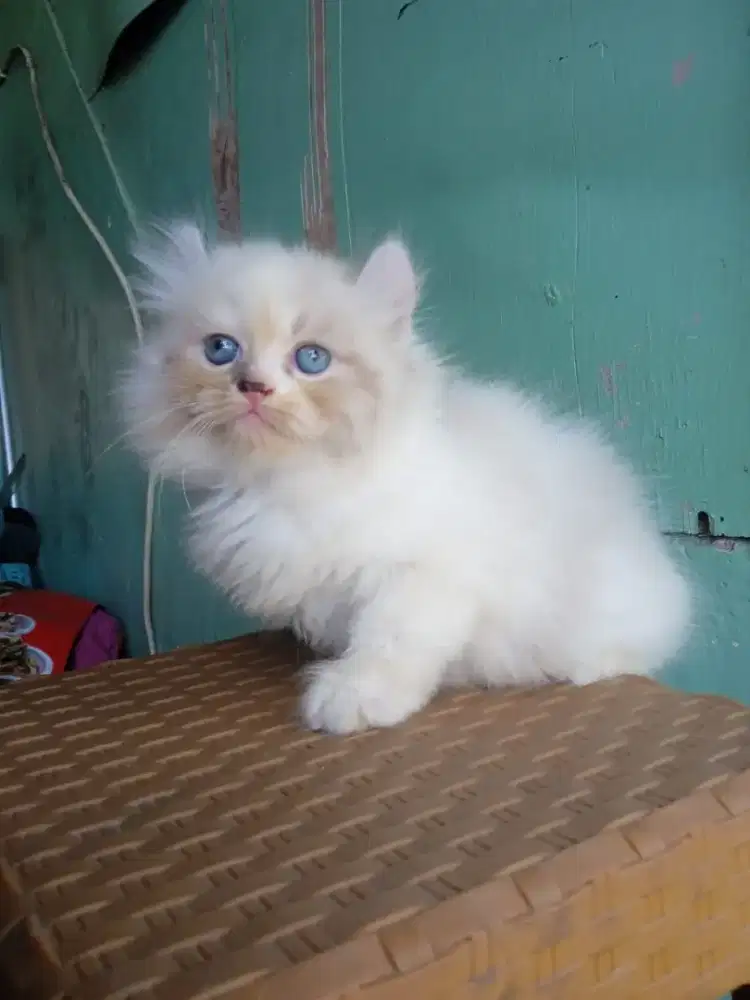 Persia American Curly usai 2,5 bulan kuping nekuk