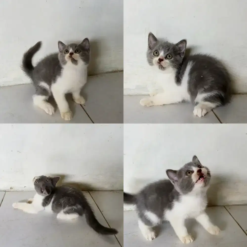 BSH British shorthair betina 2.5 bulan