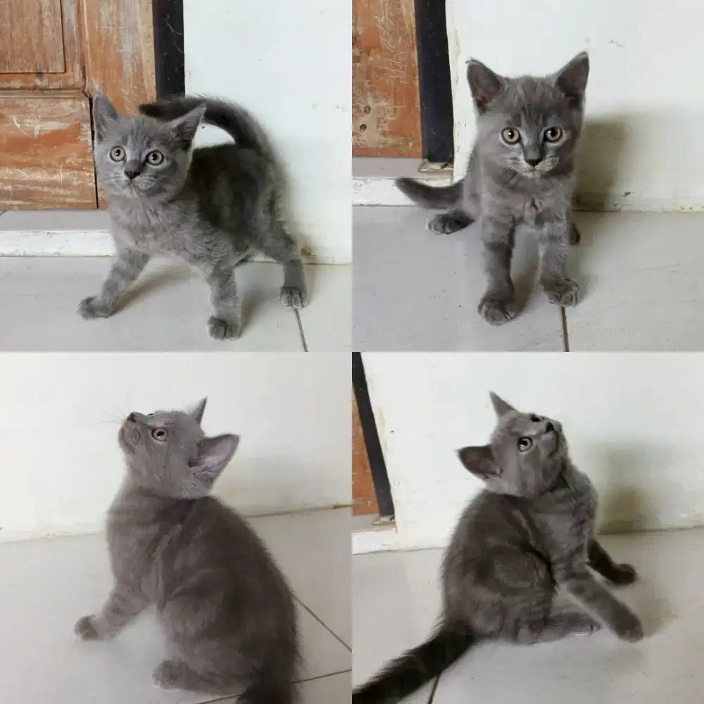 BSH British shorthair pure betina & jantan