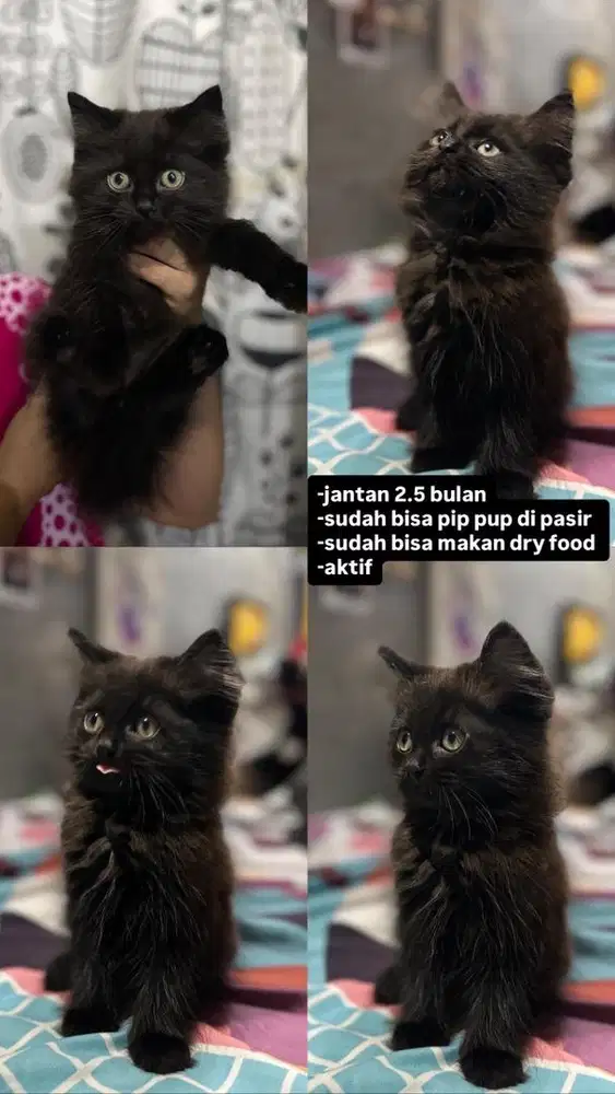kucing jantan dan betina