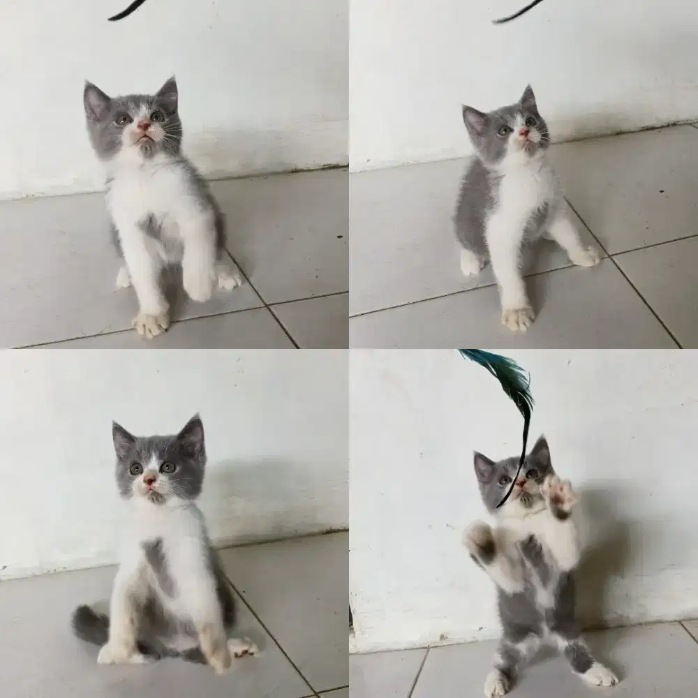 BSH British shorthair pure betina & jantan