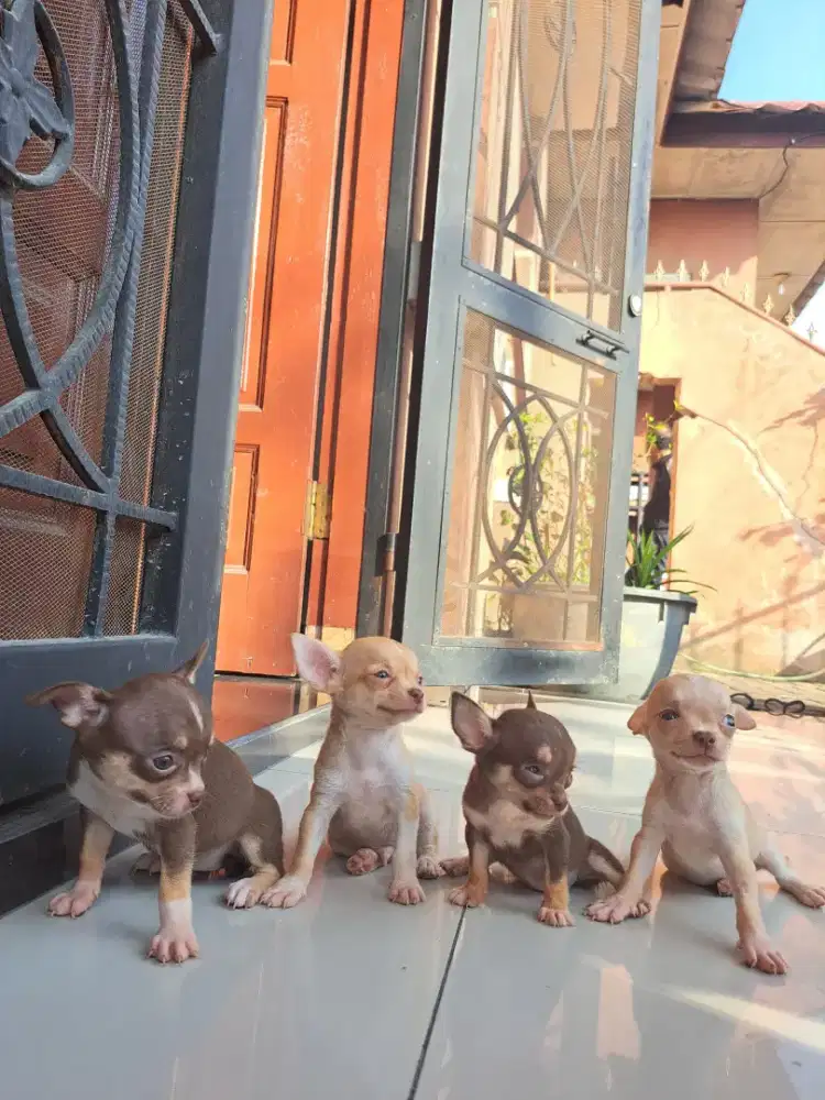 Anakan Chihuahua pure
