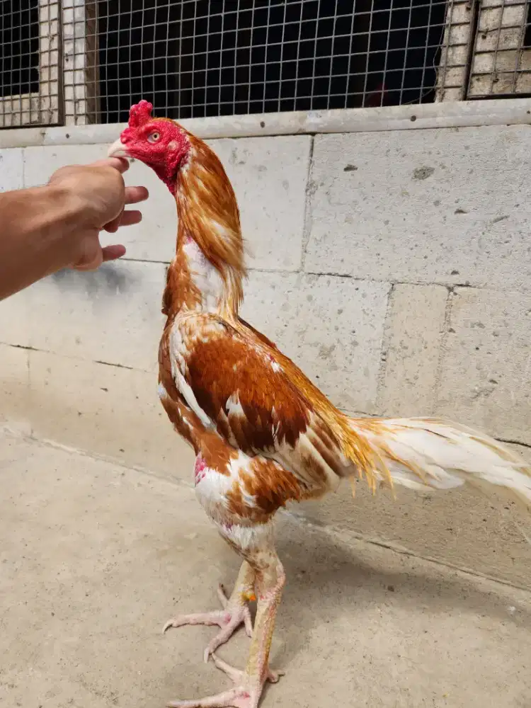 Ayam bangkok pakoy x plucker win 3x bervideo
