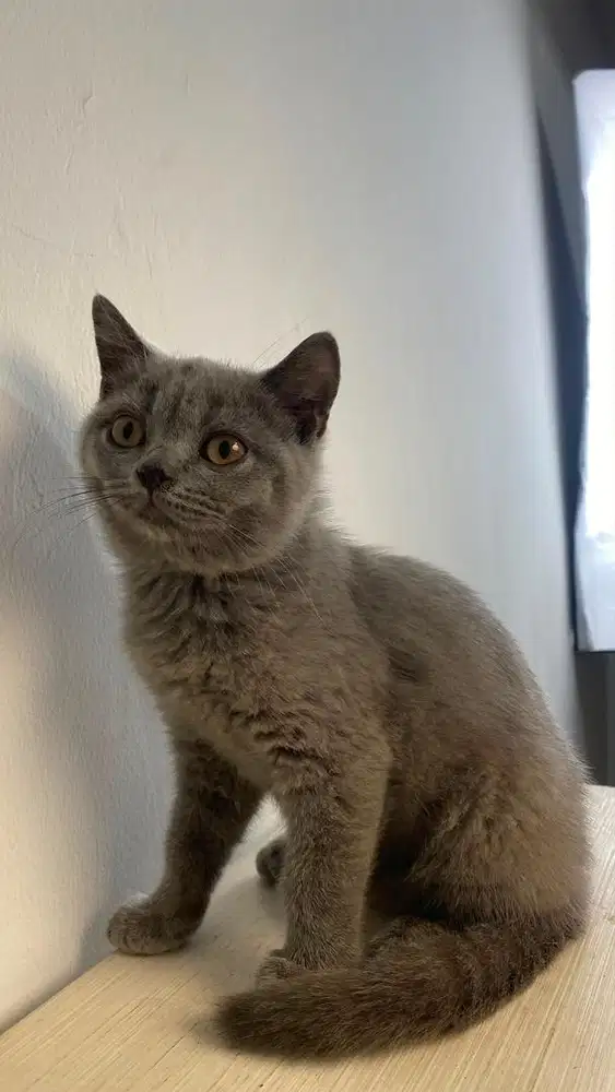 BSH BLUE ABU PURE MURMER