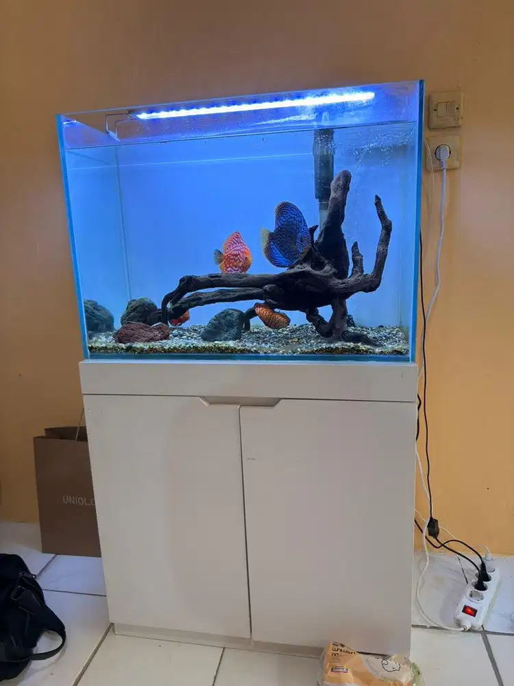 JUAL CEPAT IKAN DISCUS 1 SET DENGAN AQUARIUM+LEMARI+HIASAN