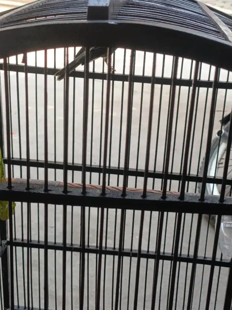 Burung Kenari Starblue Lokal