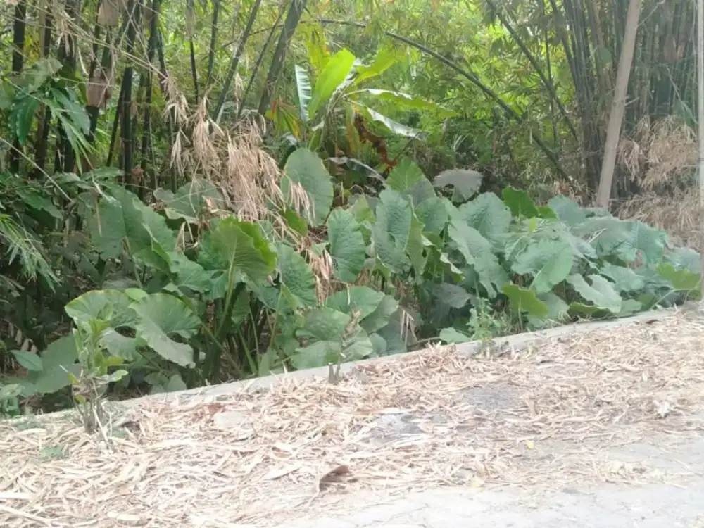 Tanah Perkarangan Lokasi Balongbendo Sidoarjo