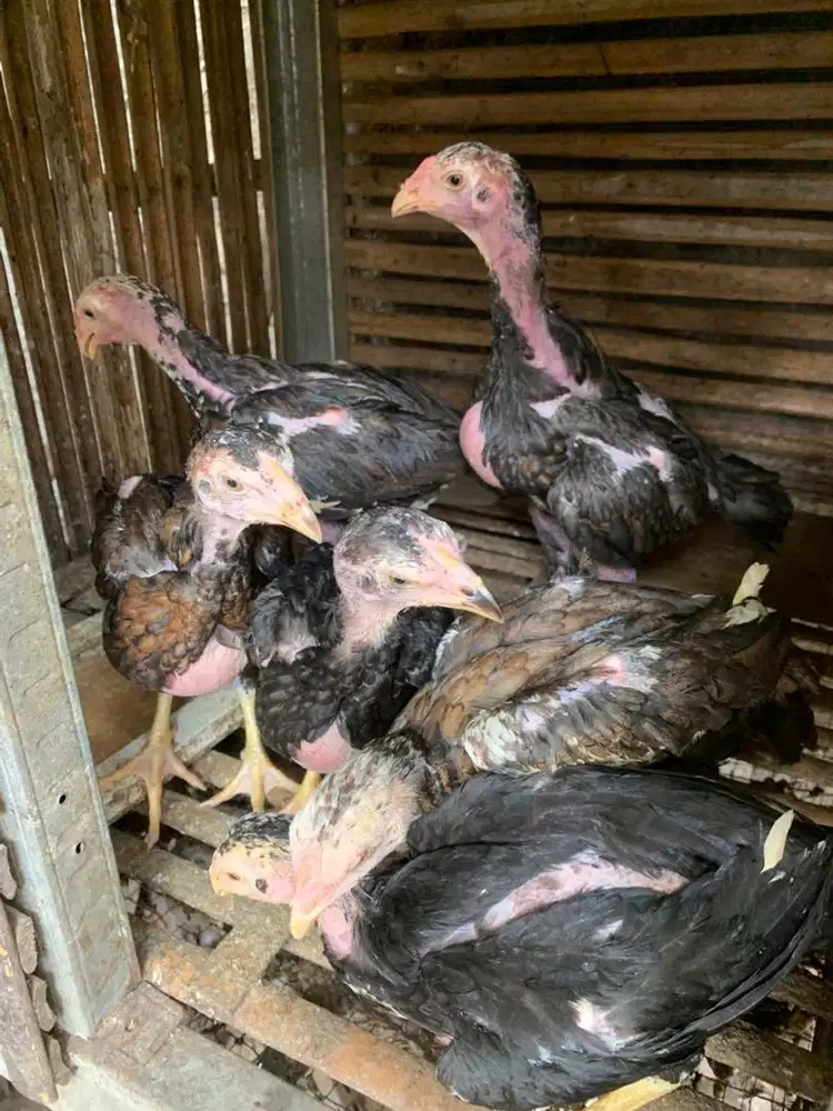 Anakan Shamo x Bk