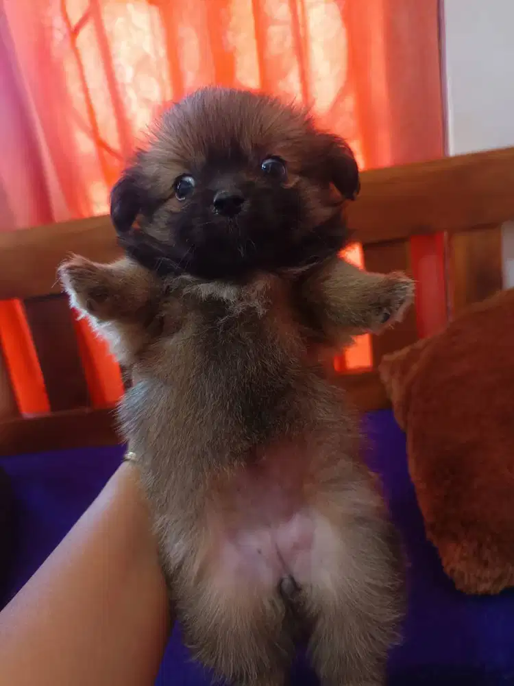 Anak anjing mix pom dan pomci