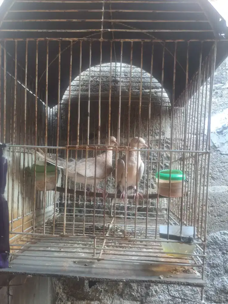 Puter pelung bukan derkuku bukan perkutut bukan tekukur