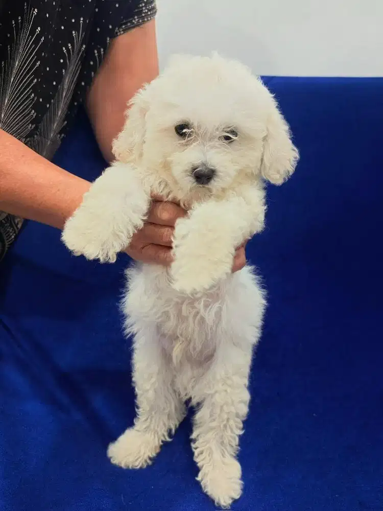 TOY POODLE JANTAN/MALE (WHITE)