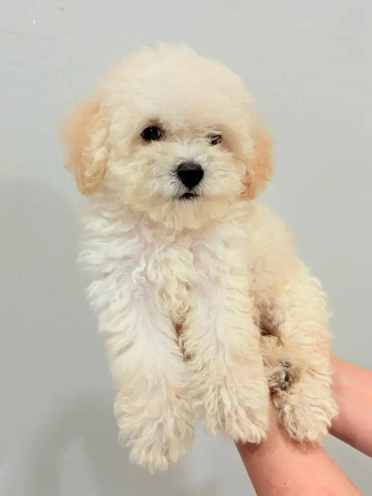 TOY POODLE BETINA/FEMALE (LIGHT APRICOT)