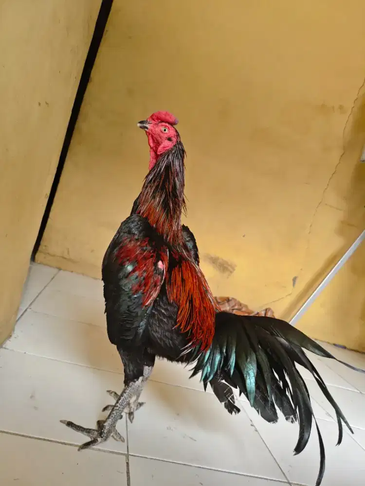 Ayam Bangkok Pama Iq Line Messuwan