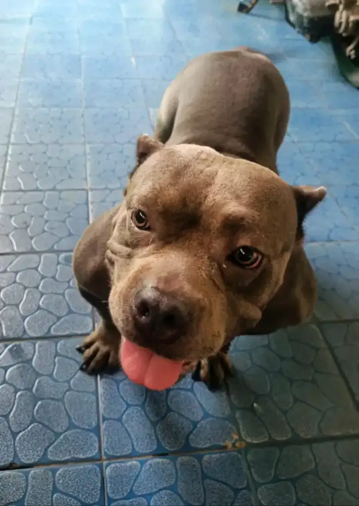anjing American bully