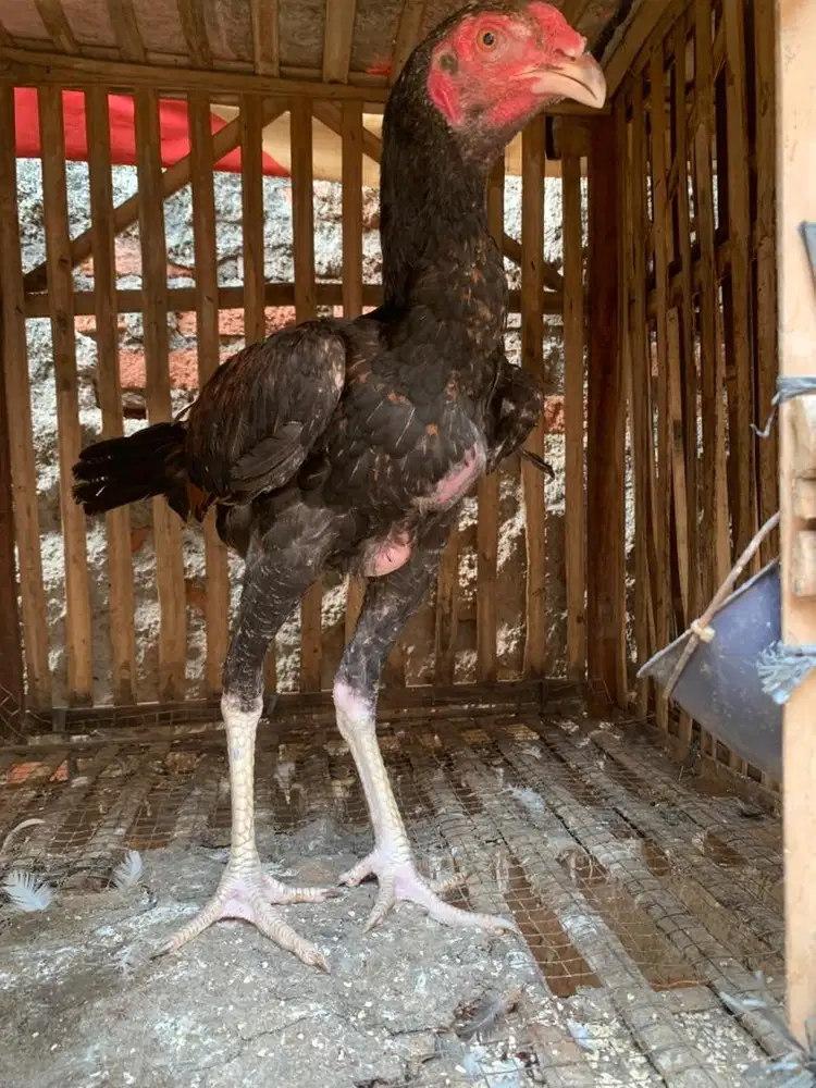 Anakan Ayam Shamo x Bk