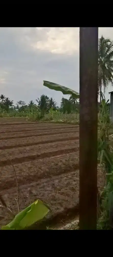 Dijual Tanah 8000 m² , Palbapang, mungkid, Magelang,Jawa Tengah