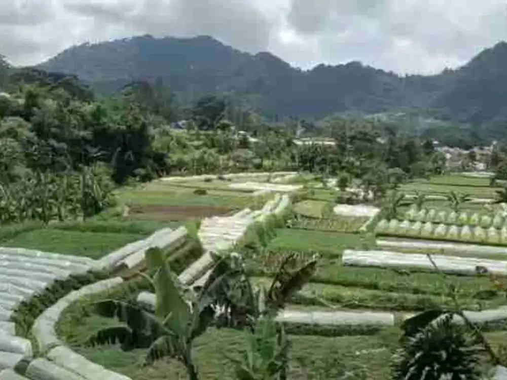 Dijual lahan  di Jl.Raya Puncak Cianjur