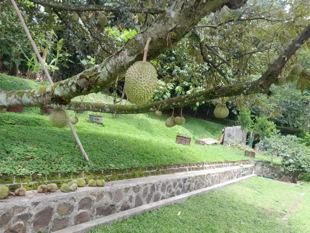 HUNIAN BERNUANSA VILLA DAERAH DAGO BANDUNG