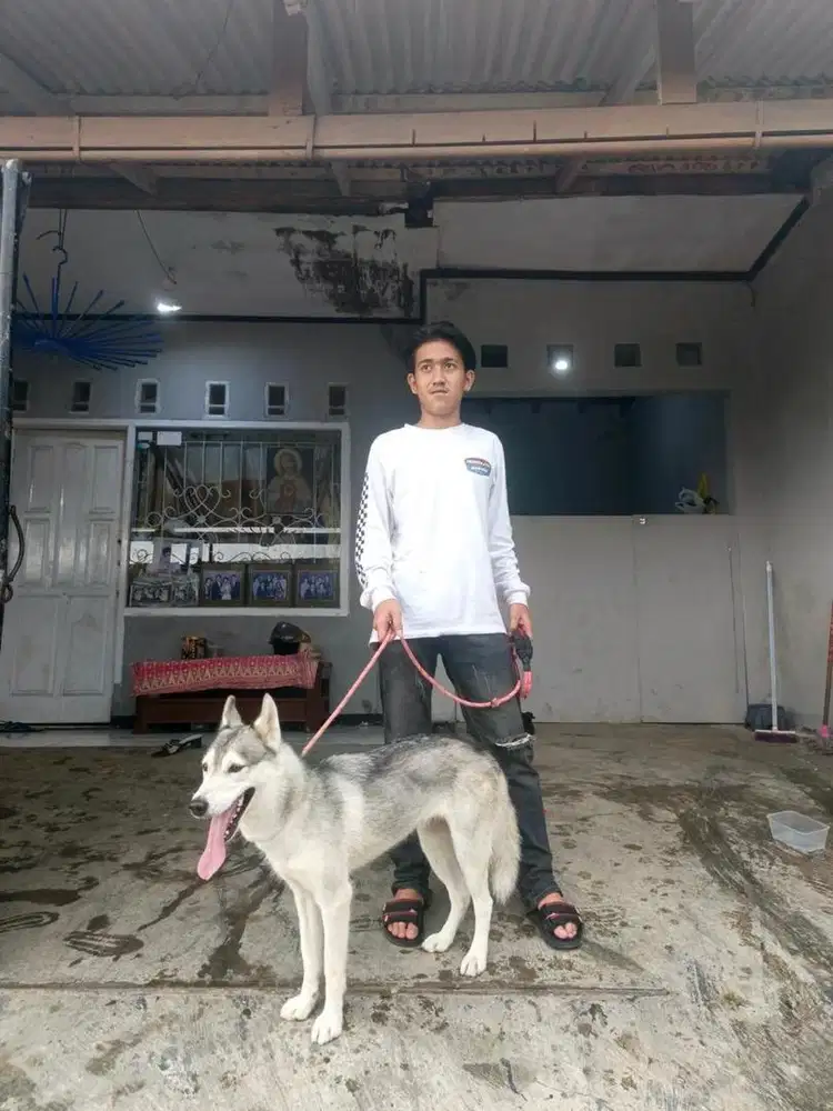 husky betina 1.5