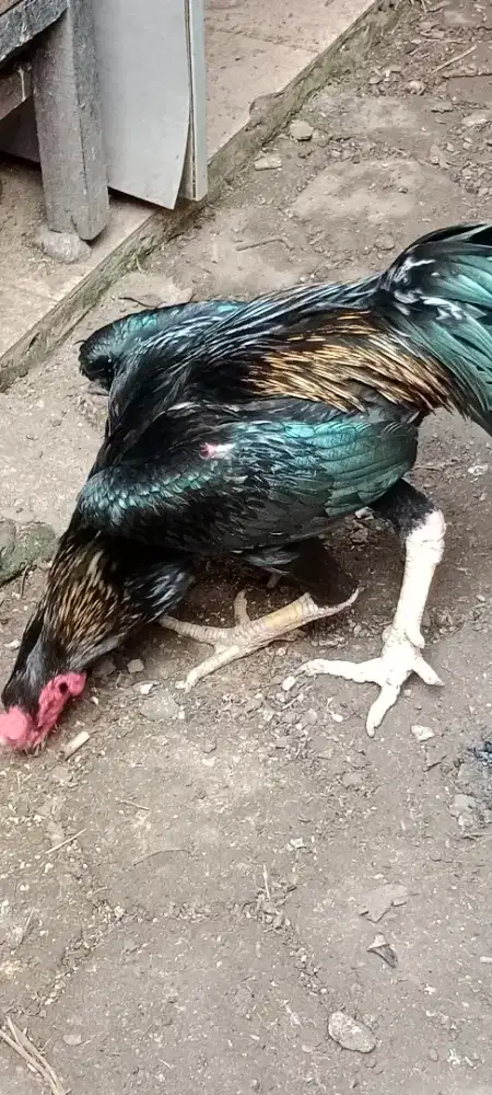 Ayam Jago Shamo Eropa