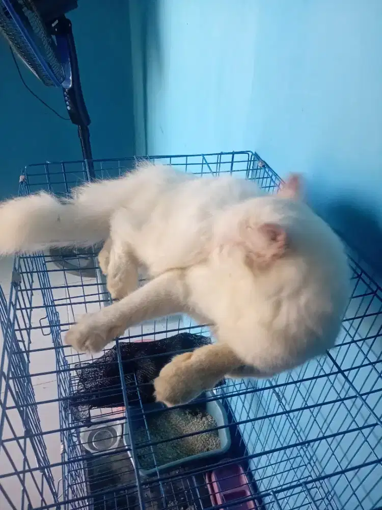 Kucing persia putih