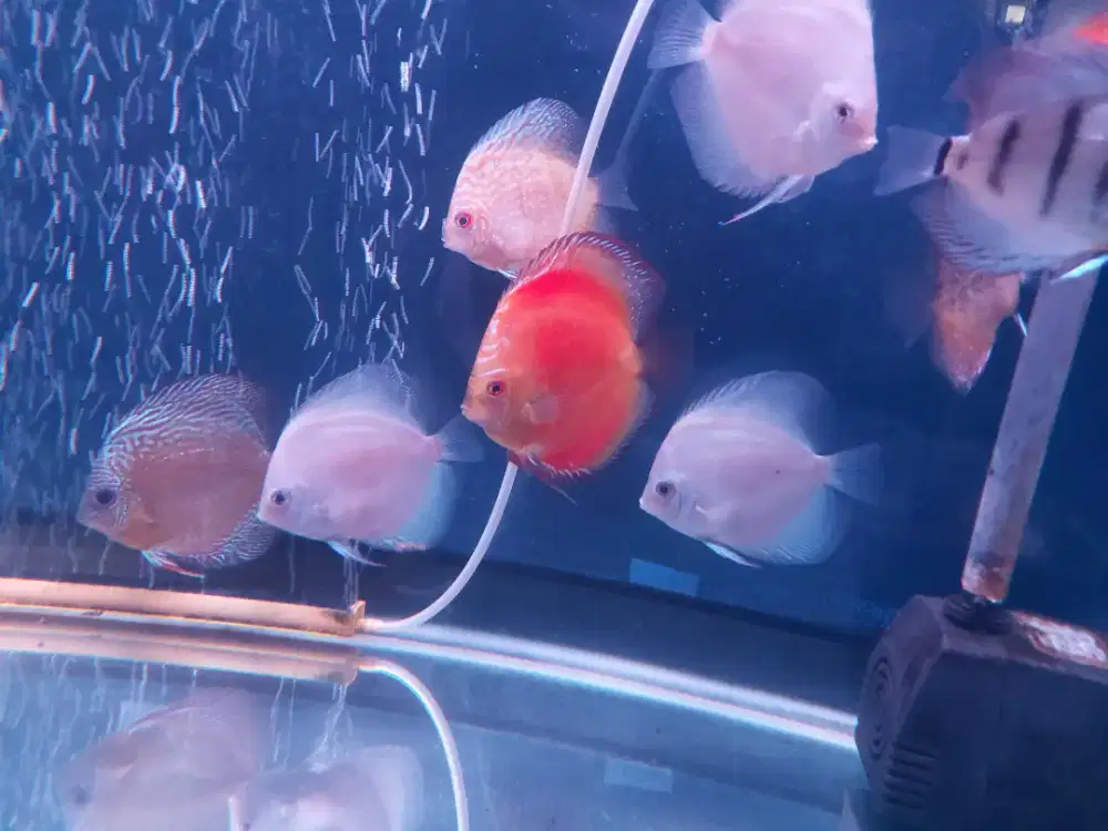 Jual ikan discus