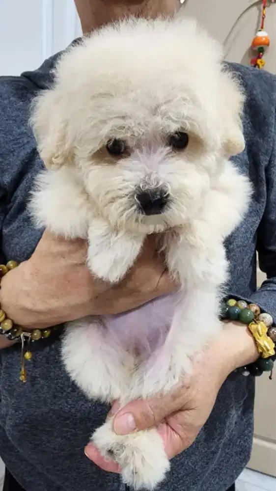 White poodle jantan non stambun