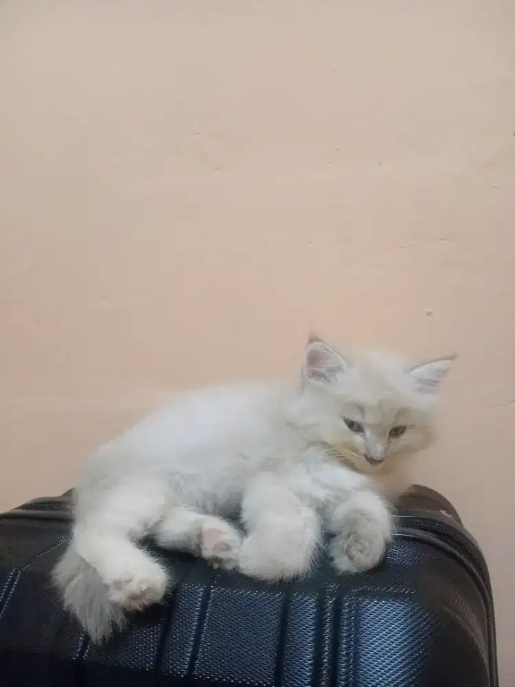 Kucing persia mix