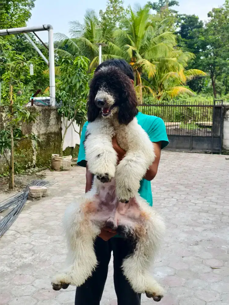 Giant poodle jantan murah