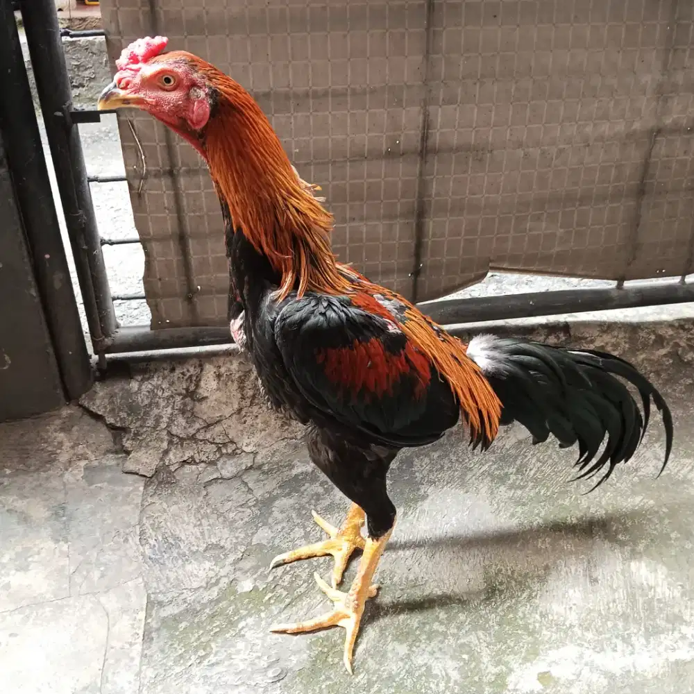 Ayam bangkok pakhoy 7 bulanan
