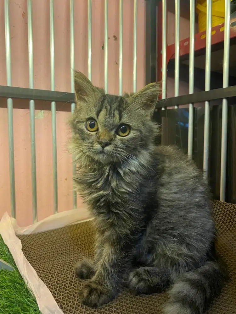 LA kucing persia medium betina
