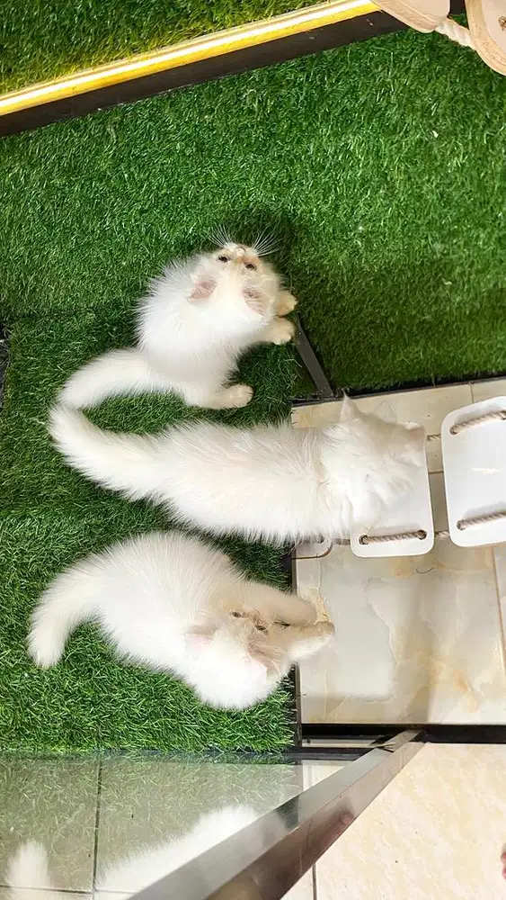 white solid persian flatnose