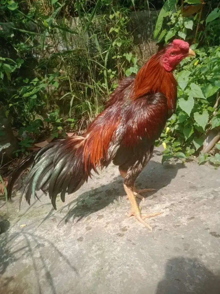 Ayam adu shamo khoshamo aseel plucker pakhoy  trad siap arena ada jos