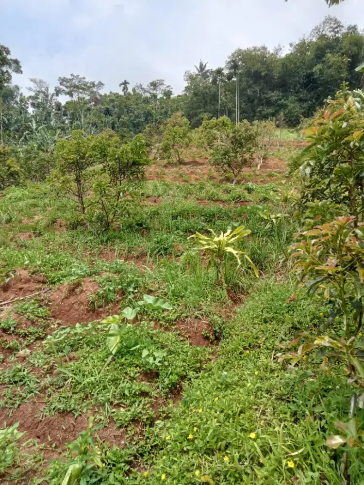 Kebun alpukat durian